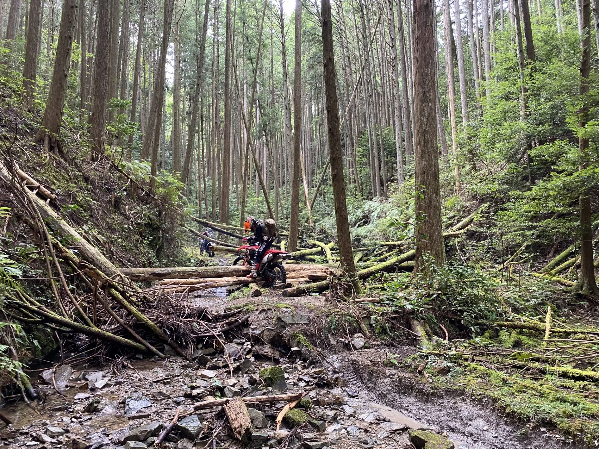 【静岡】先週末も林道パトロール